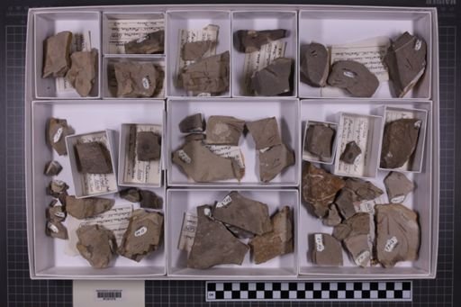 mixed taxa, stratigraphic collection