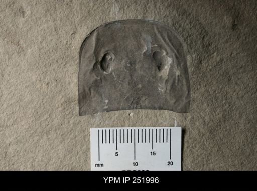 Eurypterus sp.