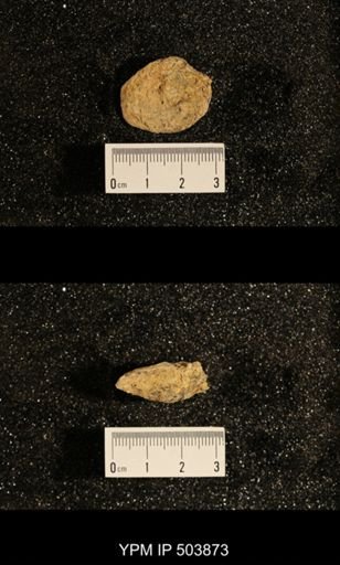 Astartella concentrica
