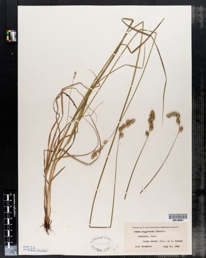 Carex argyrantha