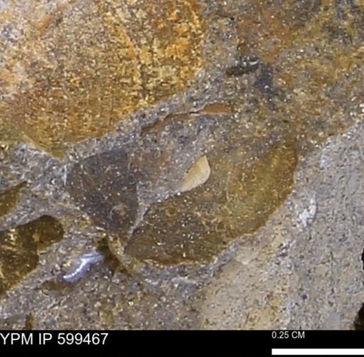 Protocardia subquadrata