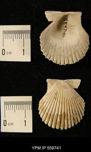 Pecten raveneli
