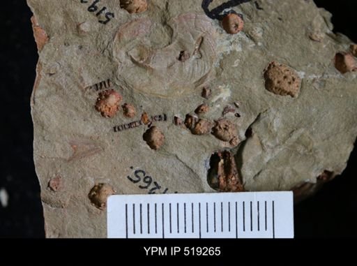 undet. Echinodermata