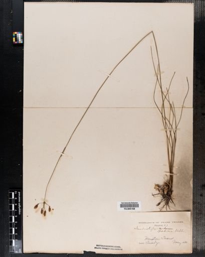 Fimbristylis castanea