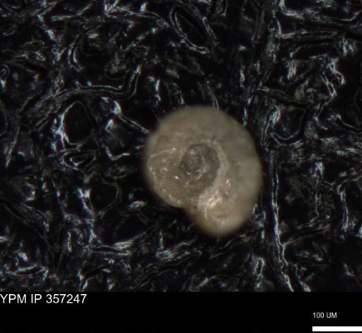 undet. Foraminiferida