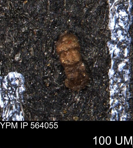 Ammobaculites euides