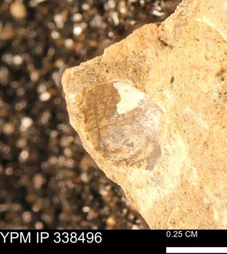 Protocardia subquadrata