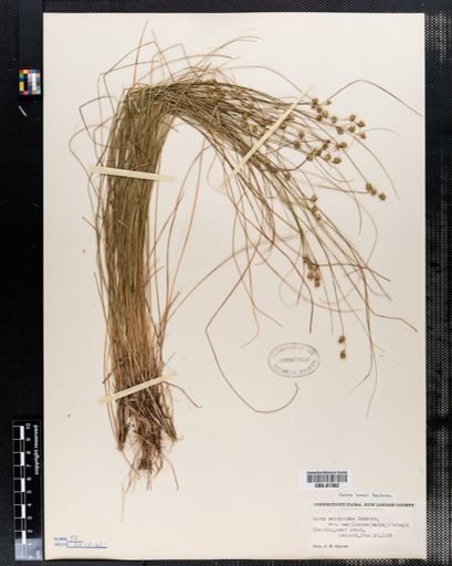 Carex scirpoidea