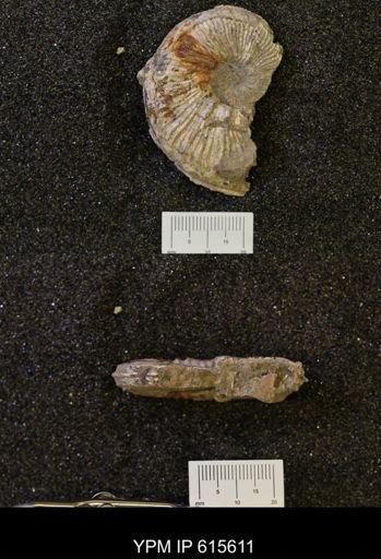 undet. Scaphitidae