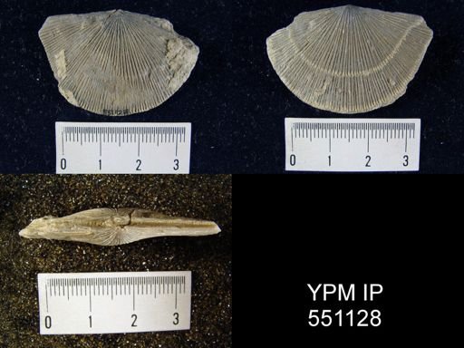 Schuchertella subplana