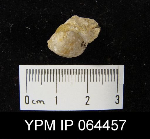 Sieberella roemeri