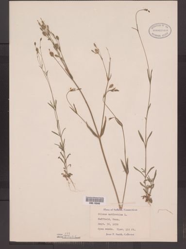 Silene antirrhina