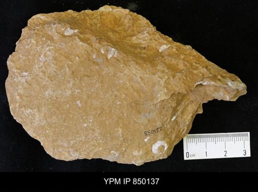 undet. Scaphitidae