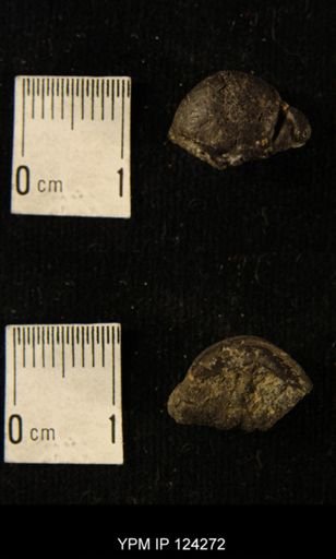 Phacops rana
