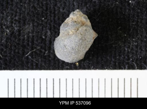 Viviparus montanaensis