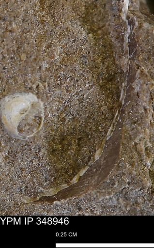 undet. Bivalvia