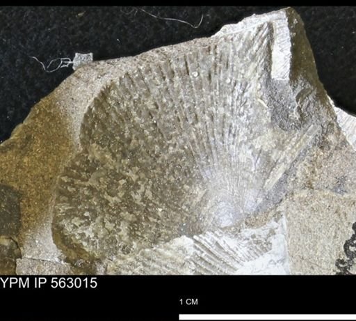 Oxytoma (Hypoxytoma) sp.