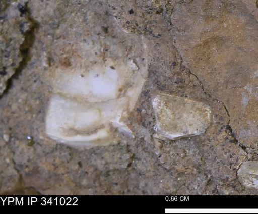 Corbicula sp.