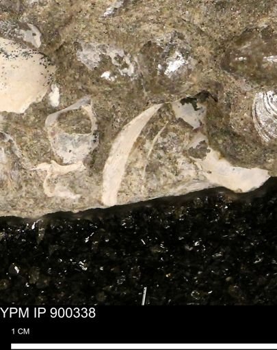 undet. Bivalvia