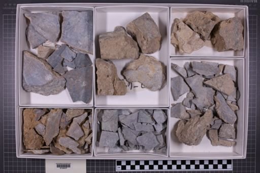mixed taxa, stratigraphic collection