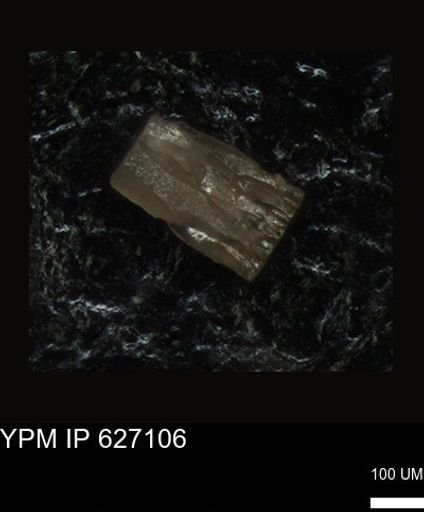 undet. Foraminiferida