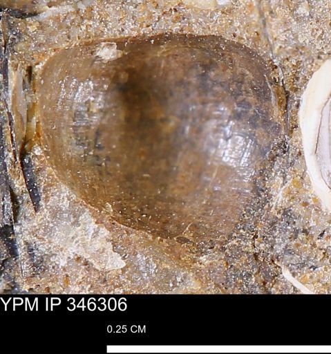 undet. Mollusca