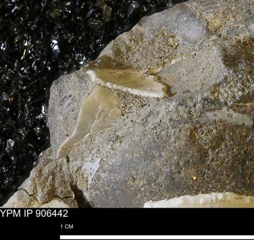 undet. Bivalvia
