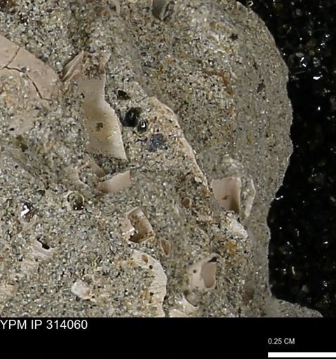 undet. Scaphopoda