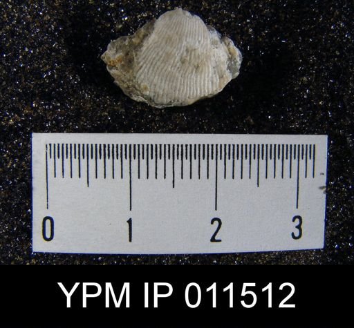Linoproductus cora angustus