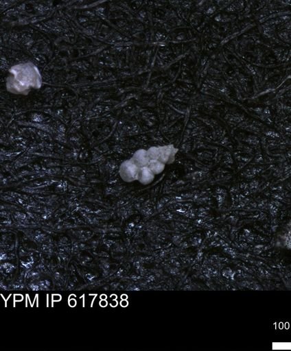 undet. Heterohelicidae