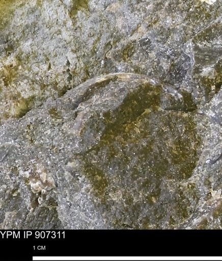 undet. Mollusca