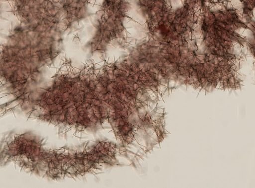 Sigmadocia sp.