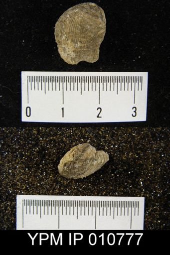 Linoproductus (Cancrinella) phosphaticus
