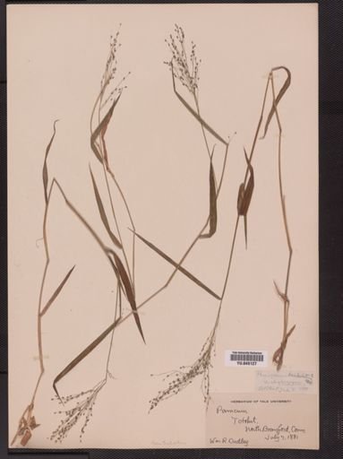 Panicum barbulatum