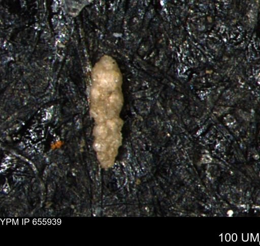 Ammobaculites euides