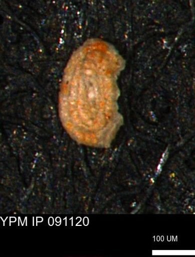 Spirolocammina planula