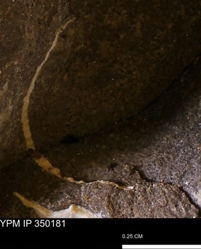 undet. Bivalvia