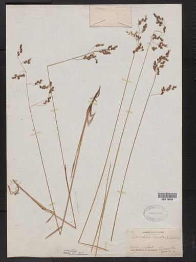 Anthoxanthum nitens