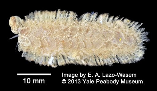 Polynoidae