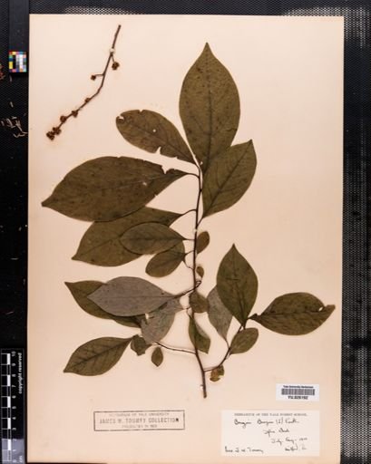 Lindera benzoin