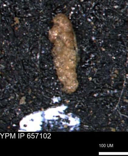 Ammobaculoides phaulus