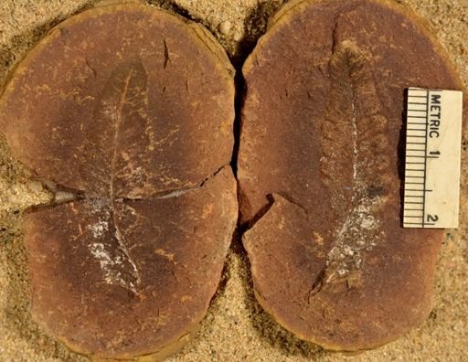 Pecopteris