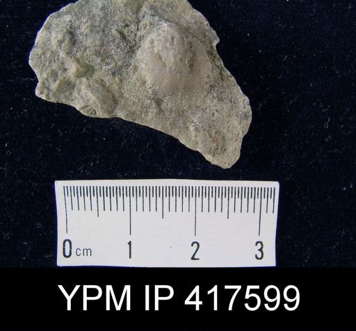 undet. Brachiopoda