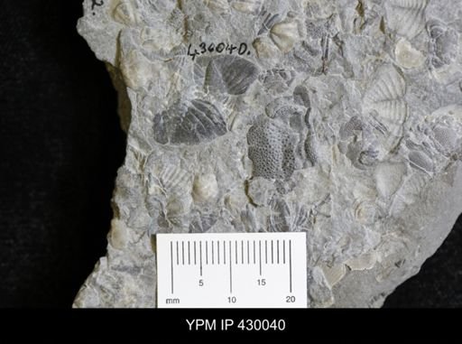 Eldredgeops rana