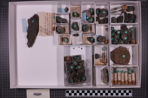 mixed taxa, stratigraphic collection