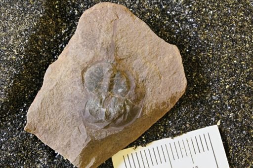 Euproops danae