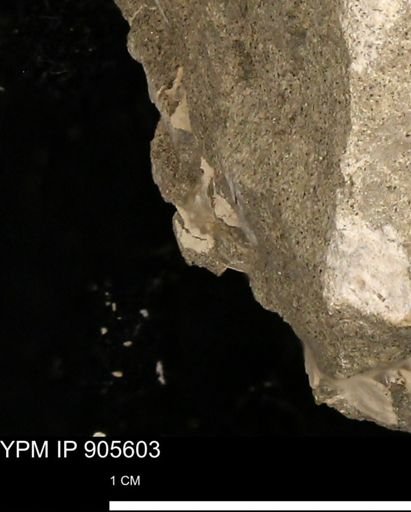 undet. Mollusca