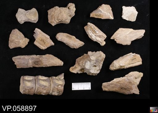 undet. Actinopterygii