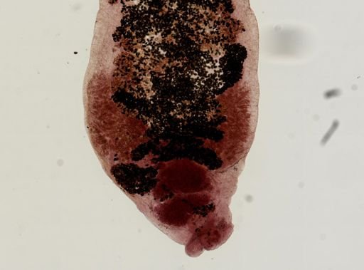 Dicrocoelium dendriticum