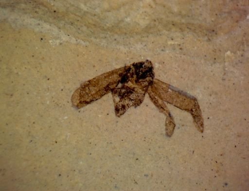 undet. Hemiptera